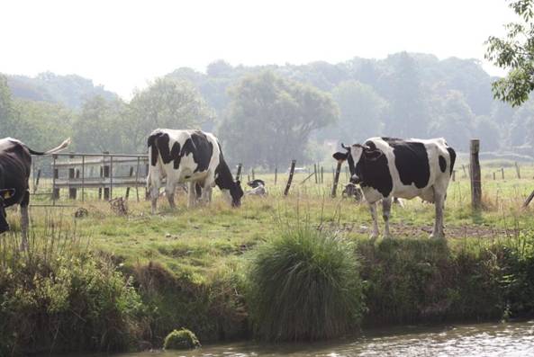 Cows on banks.jpg